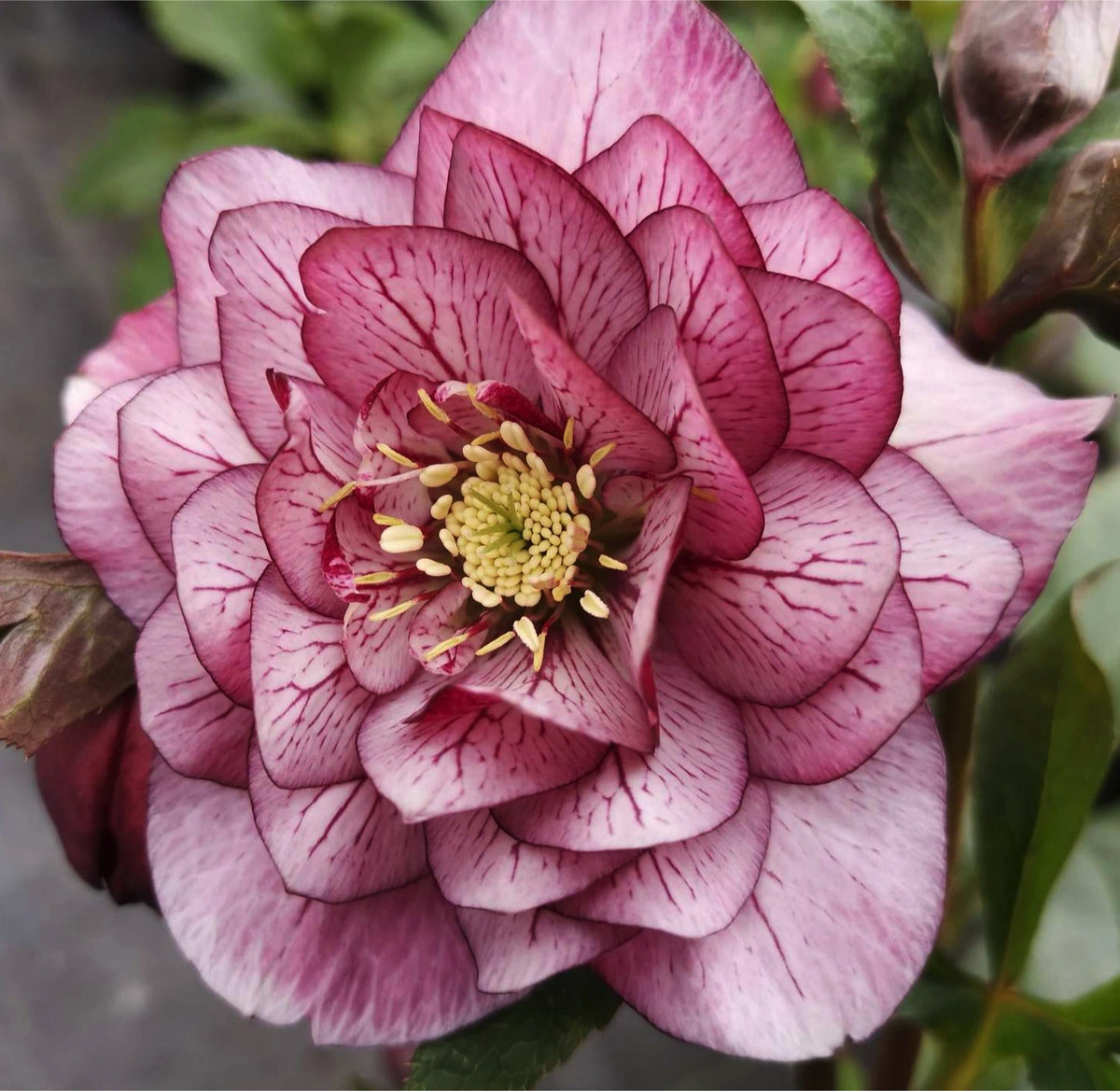 Helleborus orientalis Magic Double Pink elleboro con fiori doppi rosa a fioritura invernale