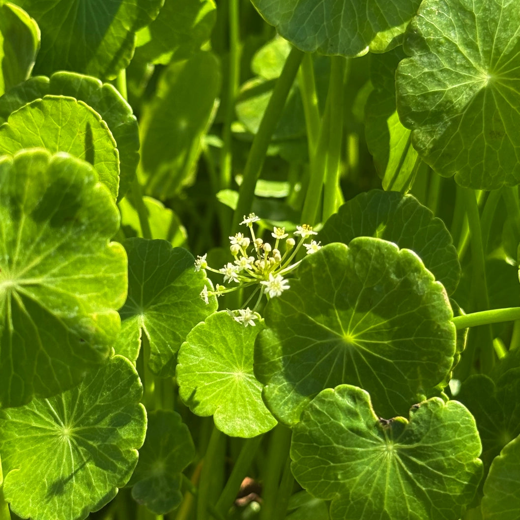 Hydrocotyle bonariensis, pianta palustre perenne con foglie tonde e lucide, a crescita strisciante, venduta in rizoma per bordi laghetto e zone umide.