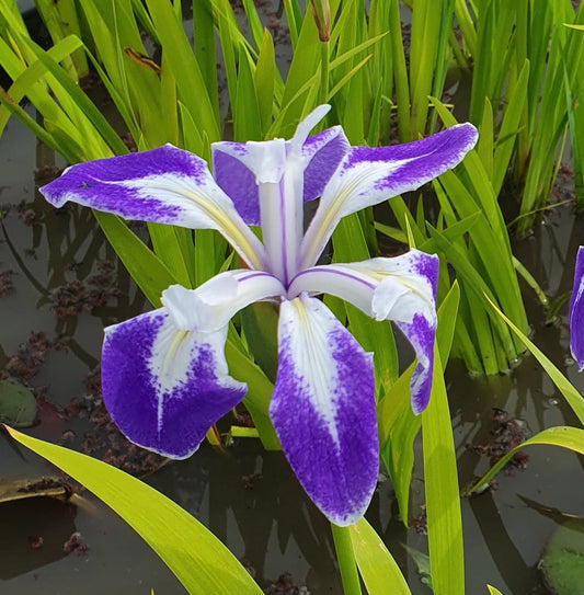 Iris laevigata ‘Mottled Beauty’, iris giapponese acquatico con grandi fiori viola-blu screziati di bianco. Rizoma per laghetti e bordi umidi.