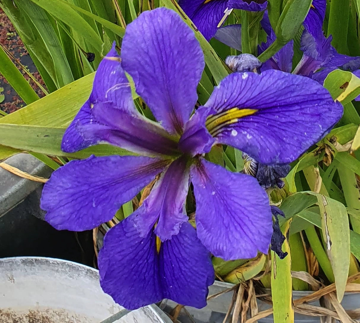 Iris louisiana blu in fiore, pianta palustre con grandi fiori blu-viola, venduta in rizoma per laghetti e bordi umidi.