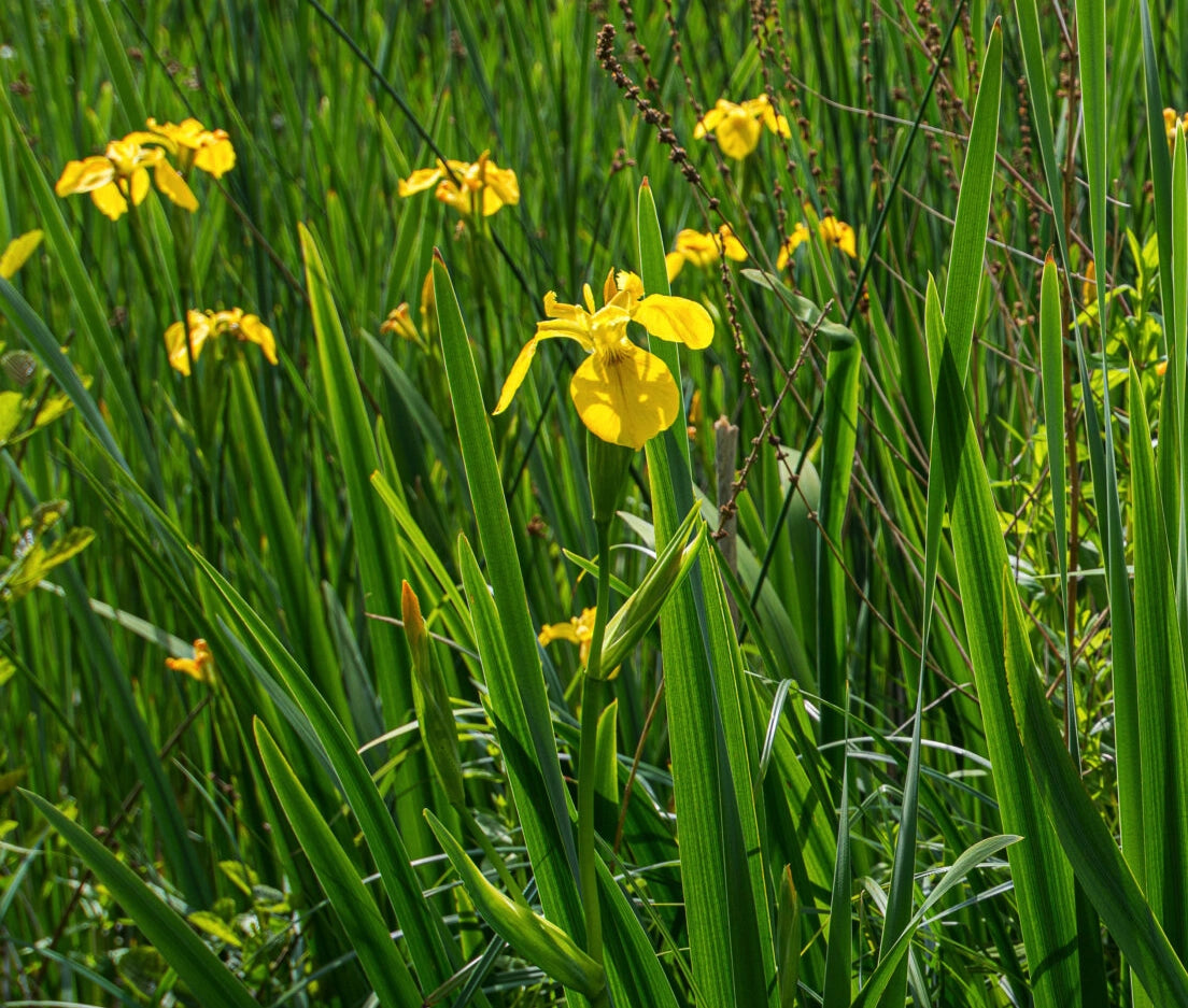 Iris pseudacorus, giaggiolo giallo acquatico per laghetti e vasche, pianta palustre perenne venduta in rizoma.