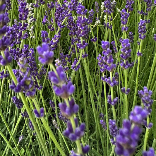 Lavanda nana Hidcote Blue (Lavandula angustifolia), pianta compatta e profumata ideale per bordure e vasi