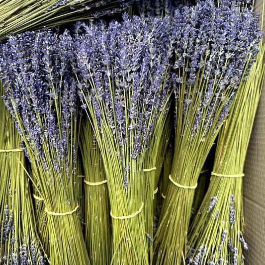 Mazzo lungo di lavanda secca blu, elegante e profumato, perfetto per bouquet, decorazioni floreali e profumatori naturali per la casa.