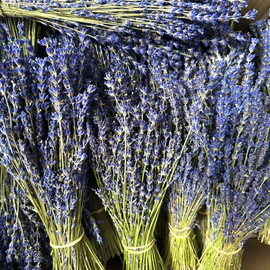 Mazzo di lavanda secca corta viola scuro, profumata e naturale, legata a mano per decorazioni, bomboniere e profumatori artigianali.