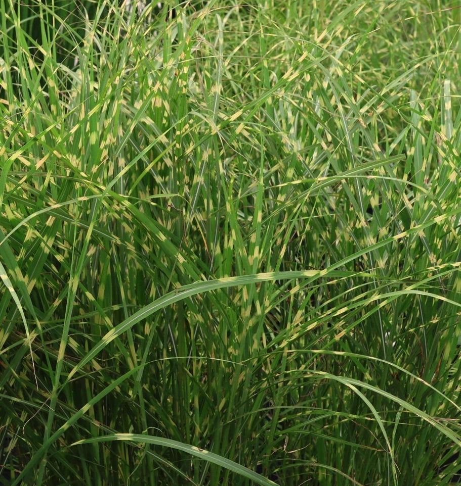 Miscanthus sinensis ‘Little Zebra’, graminacea ornamentale compatta con foglie zebrato-gialle e spighe rosso-ramate