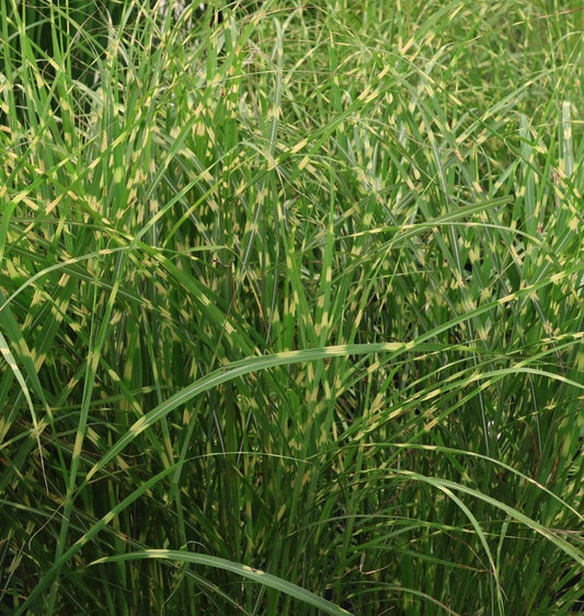 Miscanthus sinensis ‘Little Zebra’, graminacea ornamentale compatta con foglie zebrato-gialle e spighe rosso-ramate