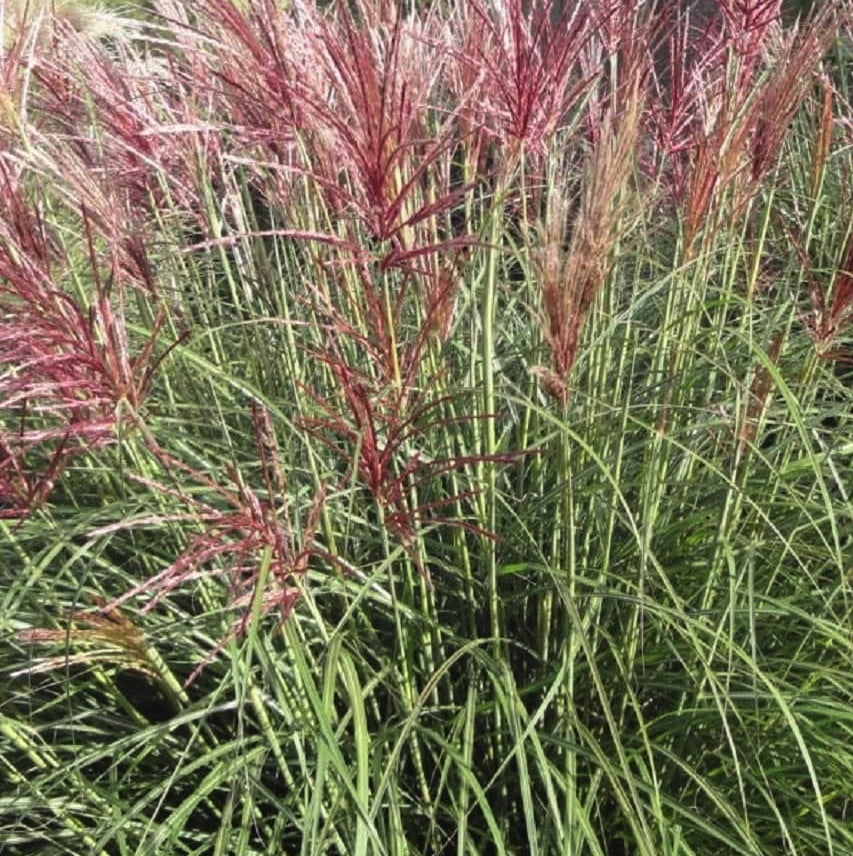 Miscanthus sinensis ‘Cut One’, graminacea ornamentale elegante con foglie strette verde brillante e spighe argento-ramate