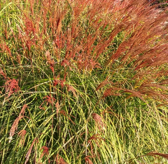 Miscanthus sinensis ‘Gnome’, graminacea ornamentale nana con foglie sottili verde scuro e spighe decorative argento-ramate