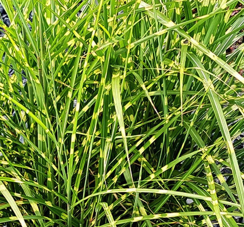 Miscanthus sinensis ‘Strictus Dwarf’, graminacea ornamentale nana con foglie zebrato-gialle e spighe erette rosso-ramate
