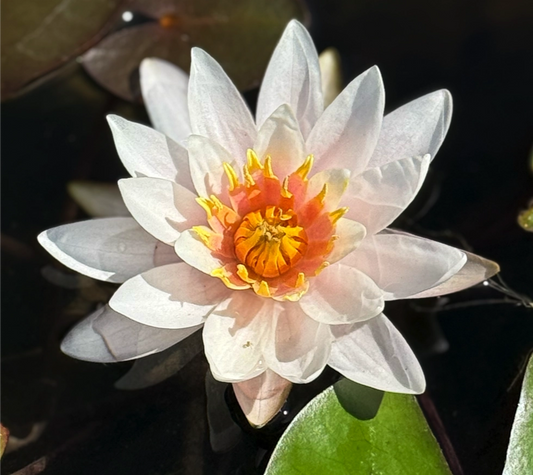 Ninfea ‘Hermine’ in fiore, pianta acquatica con fiori rosa chiaro che diventano bianchi, ideale per laghetti ornamentali. Venduta in rizoma.