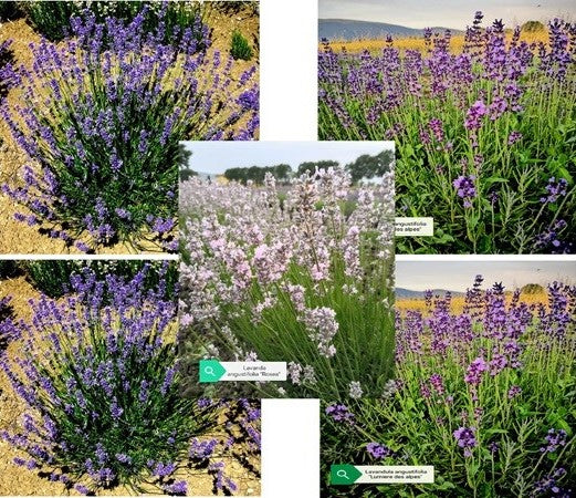 Lavande in offerta, vendita piante online, lavanda pianta, lavanda piante, lavanda piane online, offerta su piante di lavanda, lavanda pianta prezzo,  prezzo piante di lavanda, aiuole con lavanda, lavanda per balcone