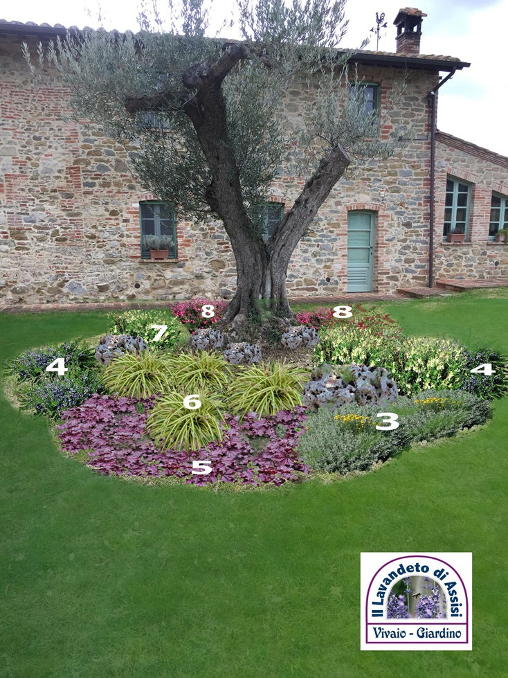 progetti giardini e aiuole, idee per realizzare aiuole, come realizzare un giardino, progetti gratuiti giardino, progettare giardino online, progettazione giardini, programmi progettazione giardini. 