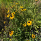 Rudbeckia fulgida Goldsturm fiore giallo perenne da giardino con centro scuro e lunga fioritura estiva