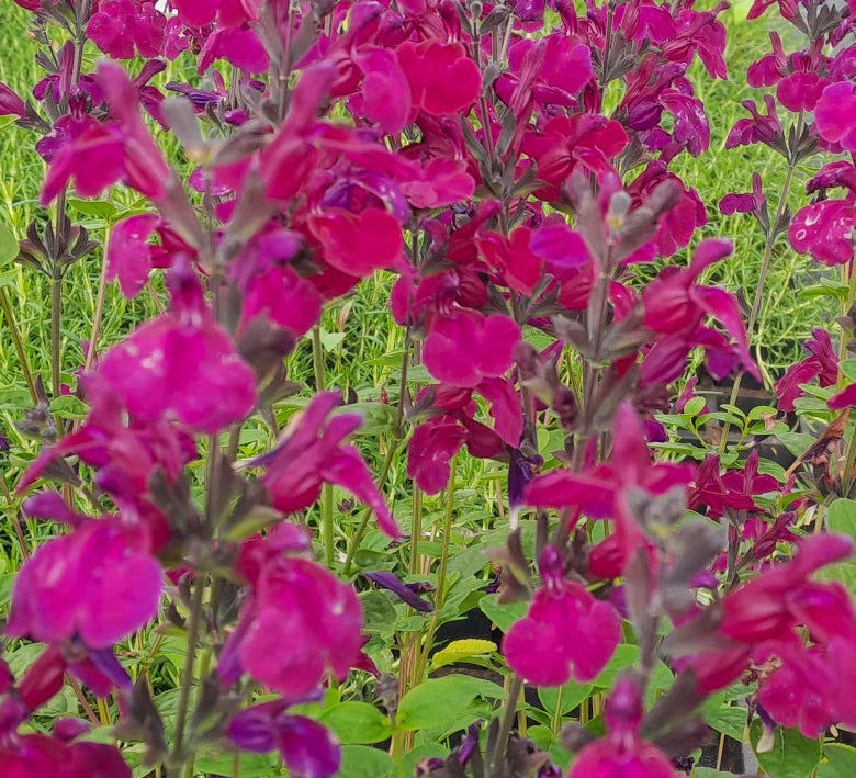 Salvia greggii ‘Viola’s Darling’, pianta ornamentale rifiorente con fiori viola brillanti