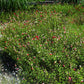 Salvia microphylla Hot Lips perenne con fiori rossi e bianchi rifiorenti, ideale per bordure e giardini soleggiati.