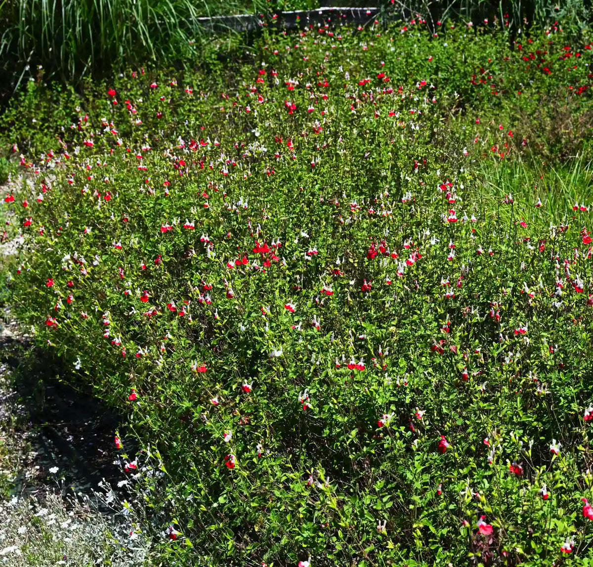 Salvia microphylla Hot Lips perenne con fiori rossi e bianchi rifiorenti, ideale per bordure e giardini soleggiati.