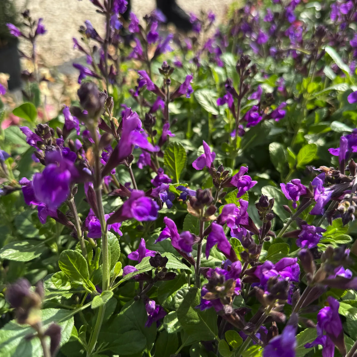 salvia magical loire pianta ornamentale perenne fiori viola salvia da giardino bordure vaso