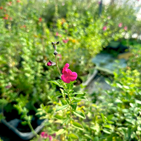 Salvia ‘Sangria’, pianta ornamentale rifiorente con fiori rosso magenta brillanti