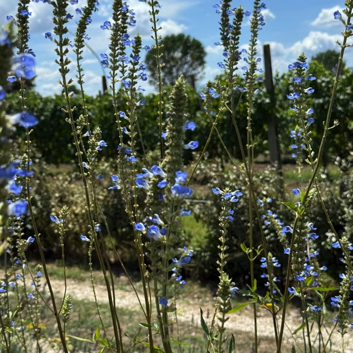 Salvia uliginosa con fioritura azzurra intensa pianta perenne alta ideale per bordure e giardini soleggiati