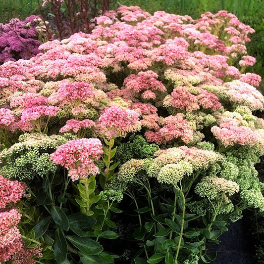 Il Sedum spectabile, è una pianta perenne erbacea caratterizzata da fusti succulenti eretti, foglie carnose di colore verde-grigio e grandi infiorescenze a ombrello di fiori stellati, solitamente rosa ma anche bianchi o rossi. È resistente, facile da coltivare in condizioni soleggiate e terreno ben drenato, ed è apprezzato per attirare farfalle e api. È una pianta ornamentale popolare per giardini, bordure e vasi, richiedendo poca manutenzione una volta stabilita.