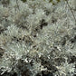 Senecio vira vira pianta ornamentale argentea con fogliame grigio ideale per giardino mediterraneo e bordure soleggiate