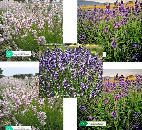 vendita piante online, offerta lavande, offerta su lavanda , lavanda vendita, lavanda vendita online