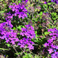 Verbena canadensis tappezzante perenne con fiori viola, ideale per bordure e giardini soleggiati.