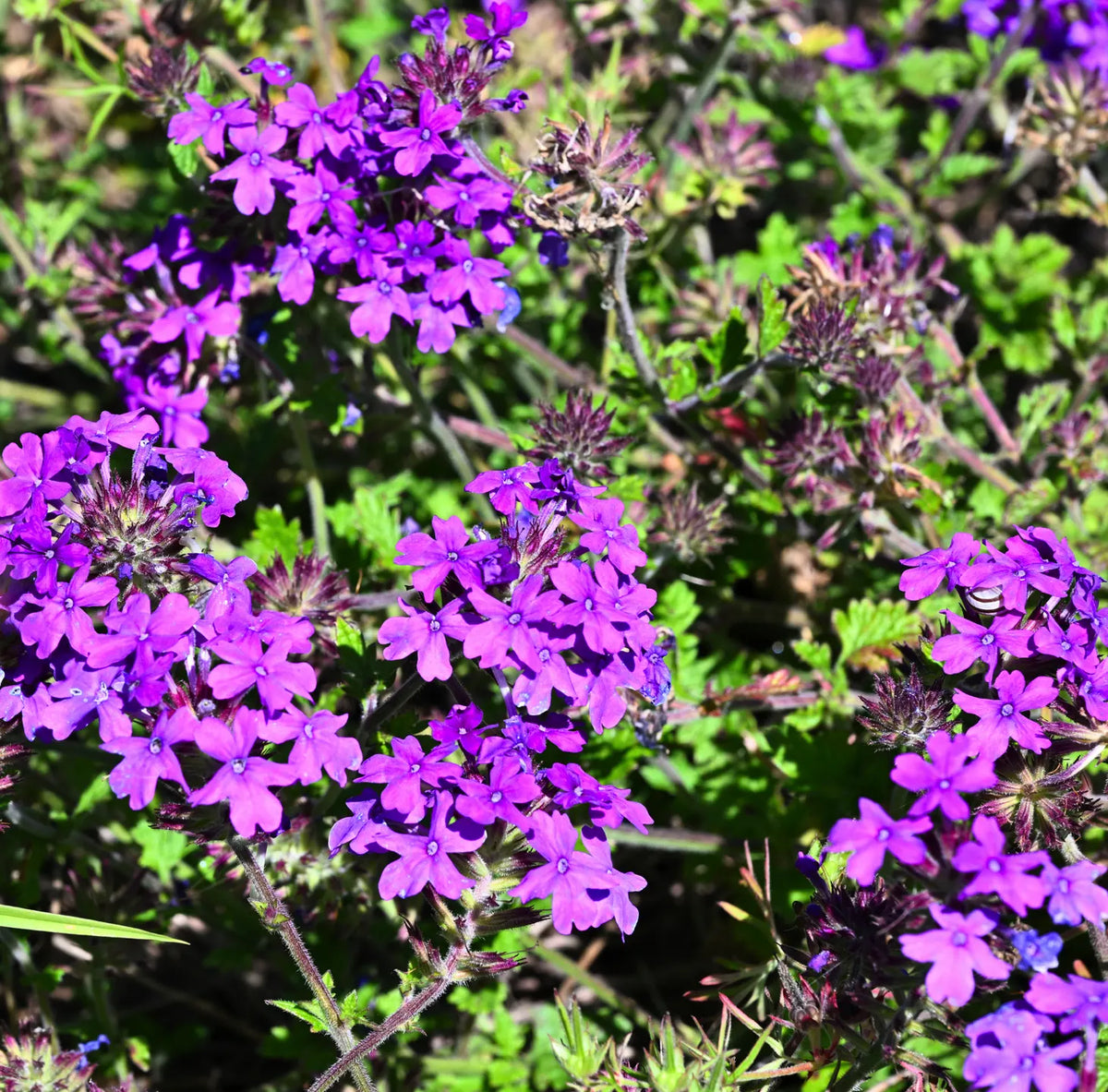 Verbena canadensis tappezzante perenne con fiori viola, ideale per bordure e giardini soleggiati.