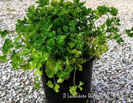 Vendita prezzemolo riccio in vaso 24 cm, è una varietà di prezzemolo con foglie ricce e frastagliate. Di colore verde scuro o brillante, ha un aroma fresco e un sapore intenso. Utilizzato come condimento in cucina, aggiunge un tocco decorativo a piatti come salse, zuppe e insalate. Facile da coltivare in giardino o in vaso, è una pianta aromatica versatile.