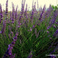 lavanda grosso, lavanda intermedia grosso', lavandino, lavanden, lavanda Provenzale,, vendita lavanda grosso, lavanda grosso vendita online, lavanda con fiore viola, lavanda più profumata. vivaio lavanda, lavanda grosso vendita online, vivaio piante online. Lavanda intermedia grosso. lavanda vendita, vendita lavanda. lavanda grosso vendita on line