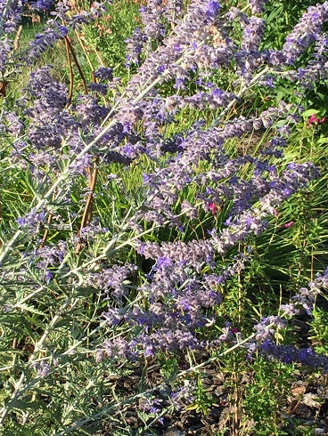 La Perovskia atriplicifolia è una  erbacea perenne, originaria dell'Asia. Produce fusti legnosi o semilegnosi,  che danno origine ad  arbusto, alto circa 90-100 cm; il fogliame è di colore verde-grigiastro;  le foglie emanano un intenso profumo di salvia. Dalla primavera inoltrata, fino all'estate, all'apice dei fusti sbocciano piccoli fiori di colore blu, simili ai fiori di lavanda, riuniti in lunghe spighe. 