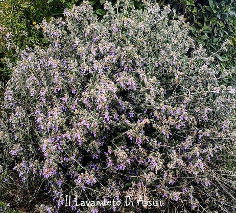 Teucrium fruticans con fogliame grigio-argento e fiori lilla, pianta mediterranea sempreverde ideale per bordure e giardini siccitosi.