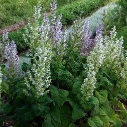 Salvia sclarea in fiore con grandi foglie grigio-verdi e spighe rosa-lilla, ideale per bordure naturalistiche e giardini soleggiati.