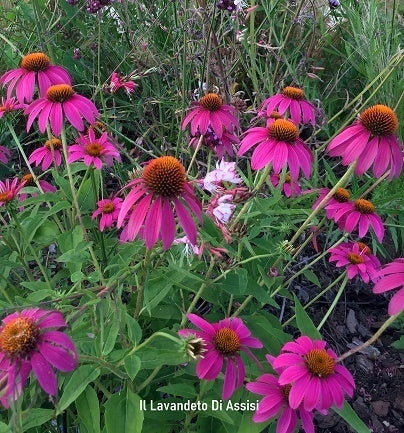 Echinacea little magnus vaso 14, vendita echinacee online, è una pianta perenne appartenente alla famiglia delle Asteraceae. Cresce fino a un'altezza di circa 30 cm e ha fiori rosa-viola che sbocciano in estate. Questa varietà è conosciuta per le sue piccole dimensioni e la sua forma compatta, rendendola adatta per la coltivazione in vaso o in bordure. 