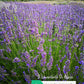 lavanda arabian night, lavanda arabian' s night, lavanda intermedia arabian' s night, lavanda arabian knight, vendita lavanda arabian, lavanda Provenza, lavanda viola, lavanda più profumata, lavanda  nana, lavanda per olio essenziale, lavanda vendita, vendita lavanda. lavanda vendita online, piante di lavanda vendita online