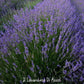lavanda in offerta, offerta su piante di lavanda, vendita piante di lavanda, vendita lavanda, vendita piante online, lavanda comune vendita, vendita lavanda online, vendita piante di lavanda online, Lavande in offerta, miglior dito di lavanda, lavanda rustica, lavanda resistente al gelo, lavanda resistente alla siccità, lavanda vendita online, lavanda in vaso vendita