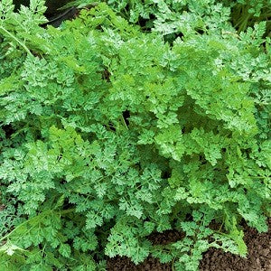 Cerfoglio (Anthriscus cerefolium) con foglie verde brillante finemente frastagliate, erba aromatica ideale per cucina naturale e insalate.