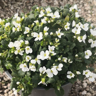 Arabis caucasica è una pianta perenne tappezzante sempreverde, con foglie verde-grigio decorative tutto l'anno e fiori bianchi profumati da marzo a maggio. Alta 10-20 cm, si espande rapidamente e si adatta a terreni poveri e ben drenati in posizioni soleggiate o semiombreggiate. Resistente a freddo e siccità, richiede poca manutenzione.