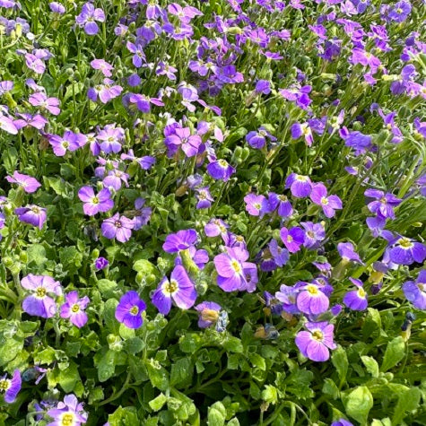 Aubrieta gracilis – Perenne tappezzante dai fiori viola