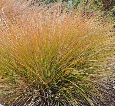 Carex testacea è una specie di graminacea ornamentale Vaso 18 cm, Cresce in modo compatto e ha foglie strette e rigide di colore giallo brillante. Fiorisce in primavera con piccoli spadice verdi. Questa pianta è resistente alla siccità e ama l'esposizione soleggiata.