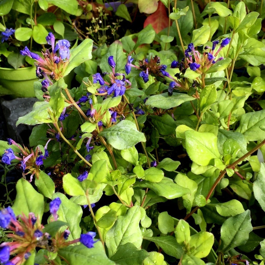 Ceratostigma plumbaginoides, pianta perenne tappezzante con fiori blu intenso a forma di stella e foglie verdi che in autunno diventano rossastre, ideale per bordure e giardini rocciosi.