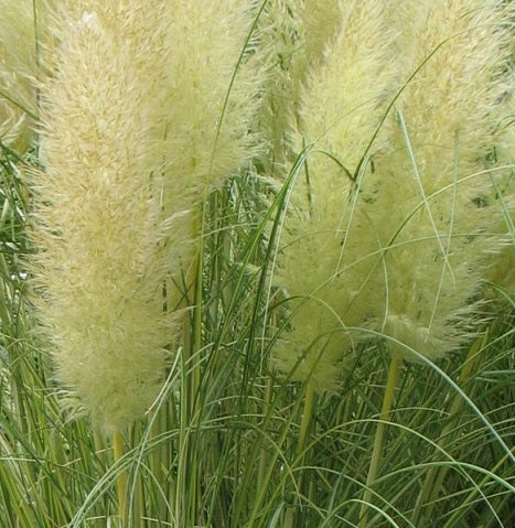 Cortaderia Selloana 'Golden Goblin' Nana Graminacee ornamentali da giardino. Graminacee ornamentali in vaso. Vaso 18 cm.  è una pianta sempreverde che è caratterizzata da foglie variegate gialle e verdi, ama l'esposizione soleggiata, e fiorisce nei mesi Autunnali con dei grandi pennacchi color crema, raggiunge un'altezza massima di 110 cm.
