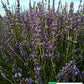 Lavanda intermedia 'Gros Blue'. Cespuglio sempreverde di dimensioni medie, con steli lunghi, colore viola, varietà tipica dei campi di Provenza è molto profumata è adatta anche in vasi abbastanza grandi da mettere in balcone o in giardino bordure meglio se a gruppi di 2/3 Raggiunge 60 di diametro e 60/70 cm in altezza in piena fioritura, è molto profumata, i fiori sono usati per profumare la biancheria ma vanno bene anche per tisane e in cucina, è resistente sia al caldo che al freddo.