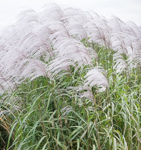 Miscanthus sinensis 'Memory' Vaso 18.  è una Graminacea che ama stare al sole, il periodo di fioritura va da Agosto a Novembre.