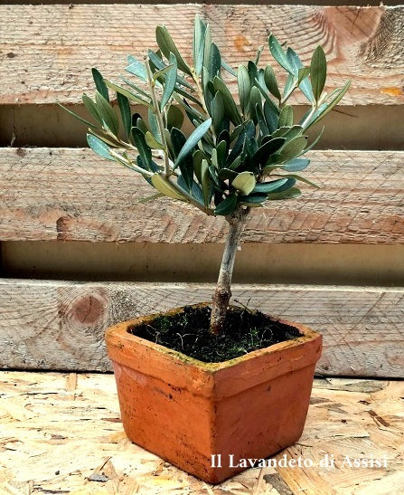Ornamental olive tree. Favor