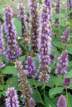 Agastache ‘Blue Fortune’ – Pianta perenne dai fiori blu profumati