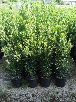 Alloro (Laurus nobilis) con foglie verde scuro aromatiche, pianta per siepi, vasi e uso in cucina mediterranea.