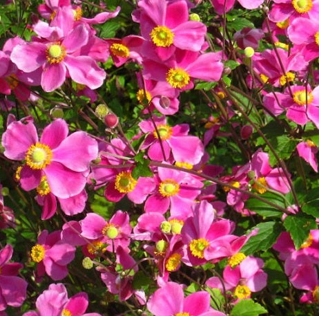 L'Anemone hupehensis 'Splendens' è una varietà di anemone apprezzata per la sua elegante bellezza. Con un'altezza che varia tra i 60 e i 90 centimetri, produce fiori singoli di colore rosa brillante durante l'estate e l'inizio dell'autunno. Le foglie, di colore verde scuro, sono tipicamente a forma di cuore o palmate, aggiungendo interesse visivo al giardino. Questa pianta perenne è una scelta popolare per giardini ornamentali grazie alla sua fioritura vivace e al fogliame decorativo.