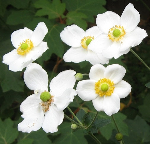 Anemone 'Andrea Atkinson' in vendita in Vaso 14, è una pianta erbacea perenne che come esposizione preferisce il mezz'ombra; raggiunge un' altezza massima di 150 cm e fiorisce da Agosto ad Ottobre con dei fiori di colore bianco. Andrea Atkinson ama l'esposizione soleggiato e i terreni ben drenati.