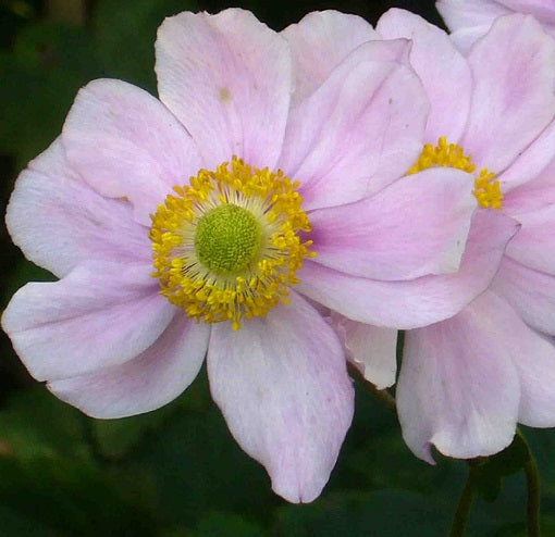 L'Anemone x hybrida 'Konigin Charlotte' è una varietà di anemone ibrida con fiori rosa-malva che sbocciano in estate e all'inizio dell'autunno. La pianta raggiunge un'altezza compresa tra 60 e 90 cm e ha foglie verde scuro lobate. Adatta a posizioni parzialmente ombreggiate con terreno ben drenato, è spesso utilizzata in giardini perenni, bordure e aiuole miste. La manutenzione è generalmente semplice, con leggere potature consigliate in primavera per favorire una crescita più robusta.